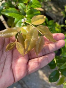 jaboticaba Red Hybrid new leaf growth