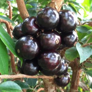 Jaboticaba Sabara fruit
