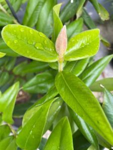 Yellow Jaboticaba Leaf