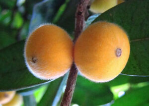 Yellow Jaboticaba Fruit