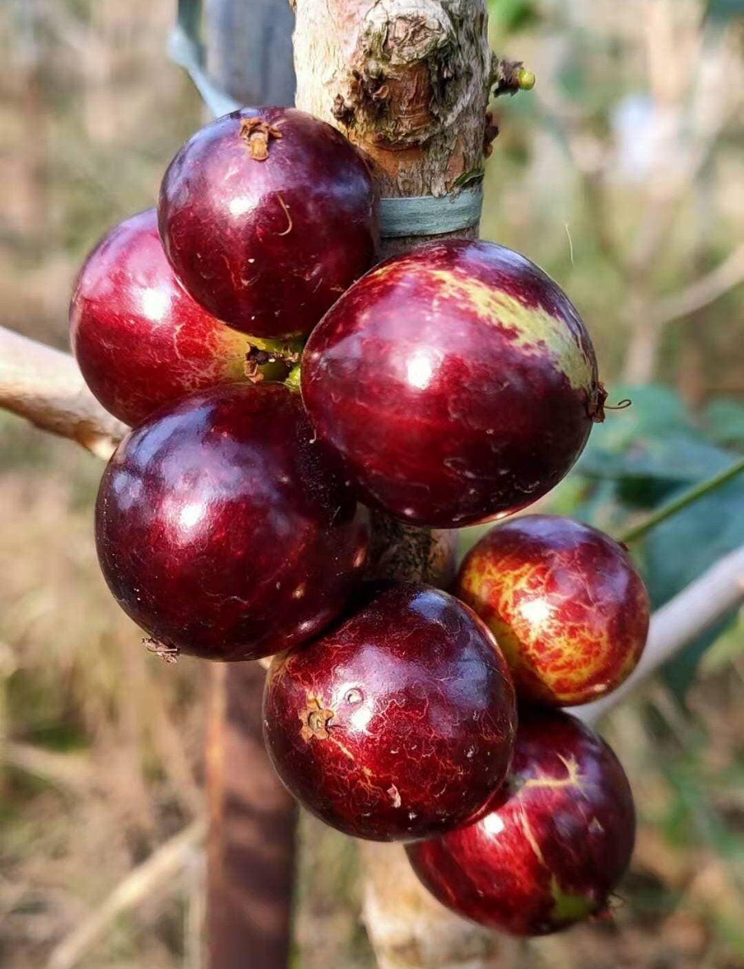 Jaboticaba Frequently asked questions