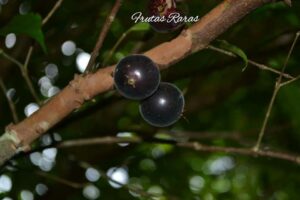 Veludo Negro Fruits on the tree