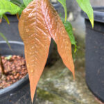 Plinia Aureana leaf