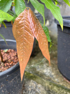 Plinia Aureana leaf