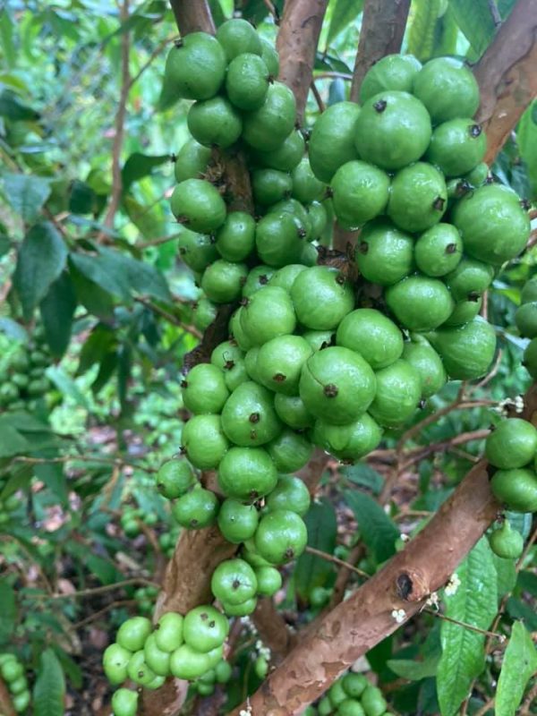 Plinia Aureana Fruits