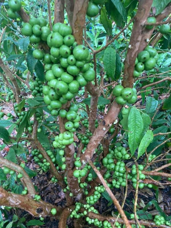 Plinia Aureana Fruits