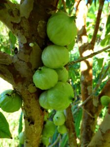 Plinia Aureana Fruit photos
