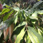 Plinia Aureana - Leaf