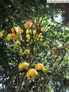Plinia Edulis Fruits on the tree