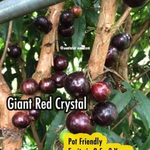 Phitrantha Giant Red Crystal