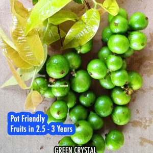 Phitrantha Green Crystal