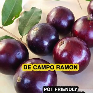 Plinia De Campo Ramon