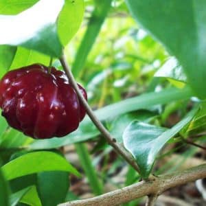 Eugenia Uniflora - Red Pitanga (Sweet)